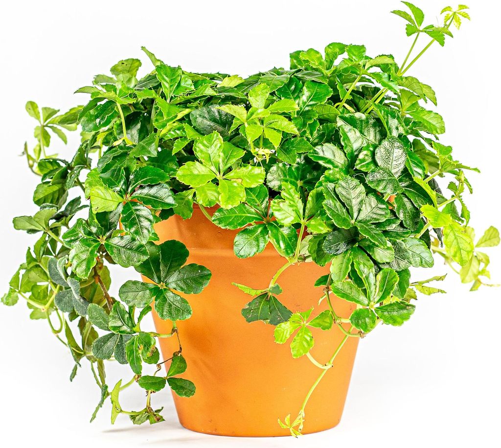 Gardners Parthenocissus Striata, priemer 12 cm Obrázok produktu 