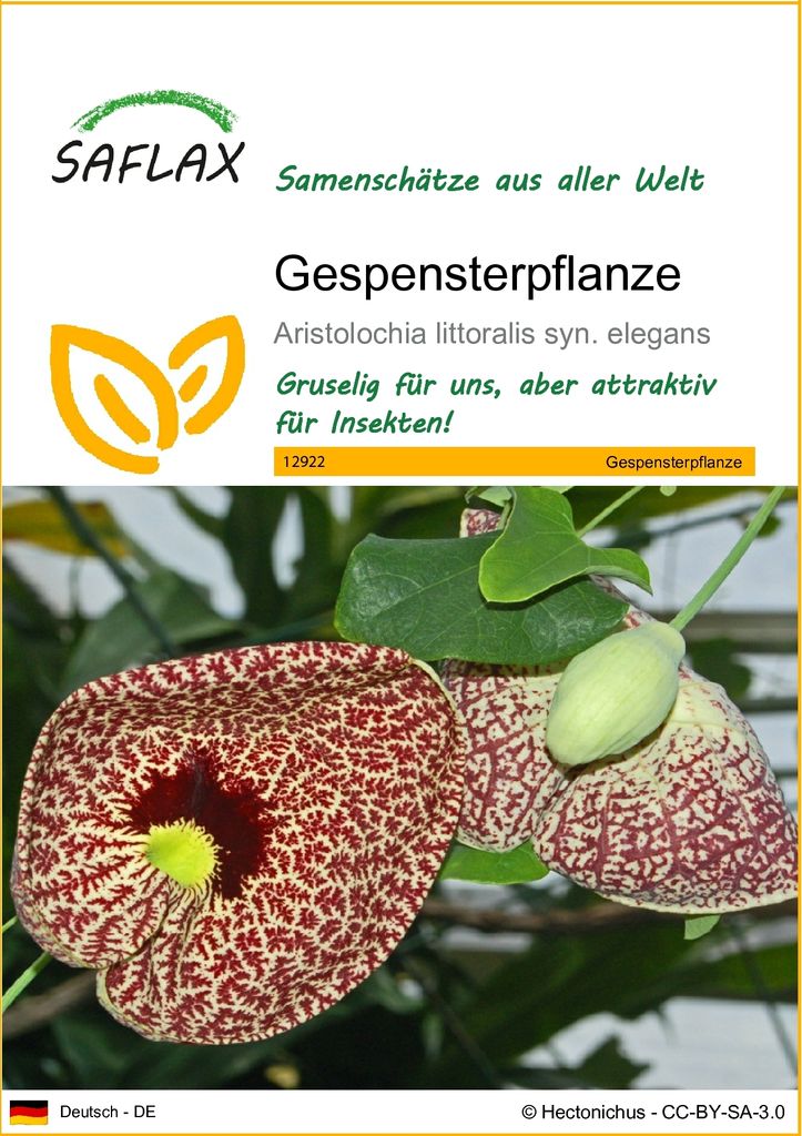 SAFLAX - Gespensterpflanze - Aristolochia littoralis syn. Produktbild 