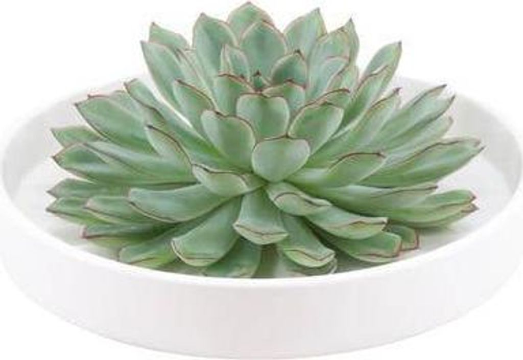 Echeveria pulidonis Rootless Ø20cm Weiße Schale Sukkulente Tischdeko Geschenk