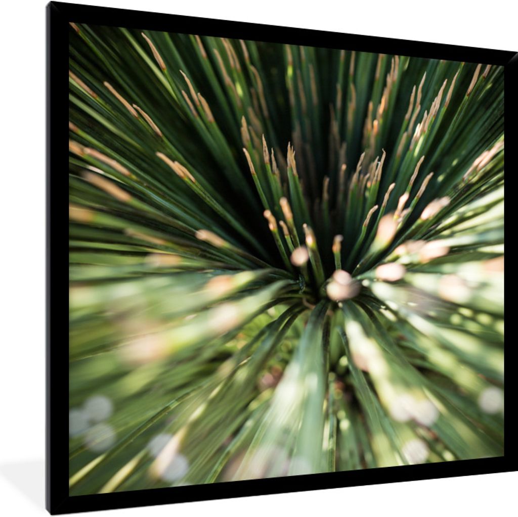 MuchoWow Gerahmtes Poster Kaktus - Abstrakt - Pflanze 40x40 cm - Poster mit Schwarzem Bilderrahmen Wandposter Rahmen Foto Bilder - Mit Rahmen - W...
