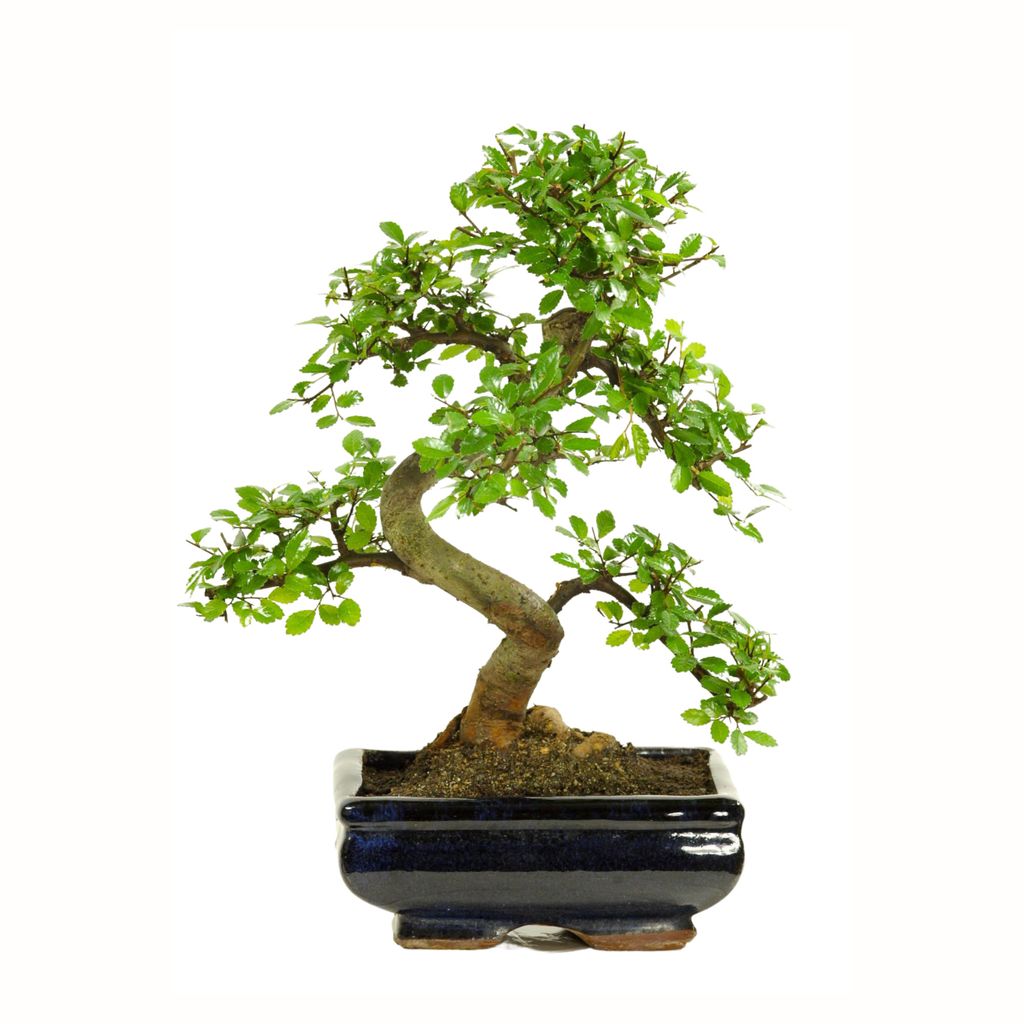Drzewko Bonsai z Ceramiczną Doniczką - Wiąz Chiński - Ok. Zdjęcie produktu 