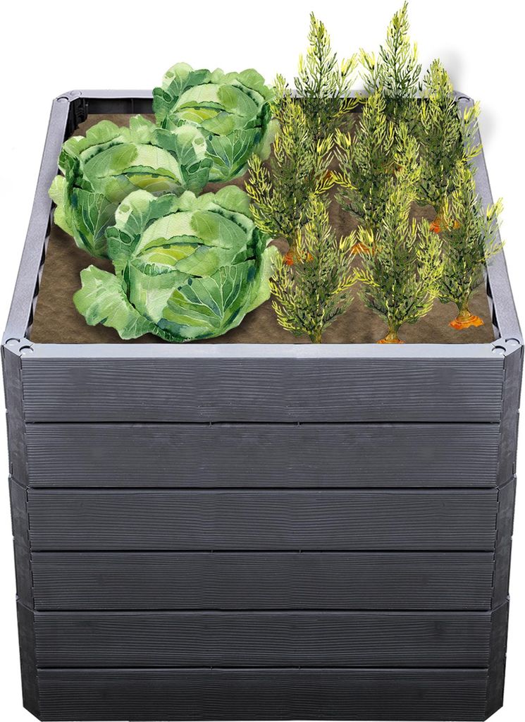A raised garden bed filled with cabbage and other plants.