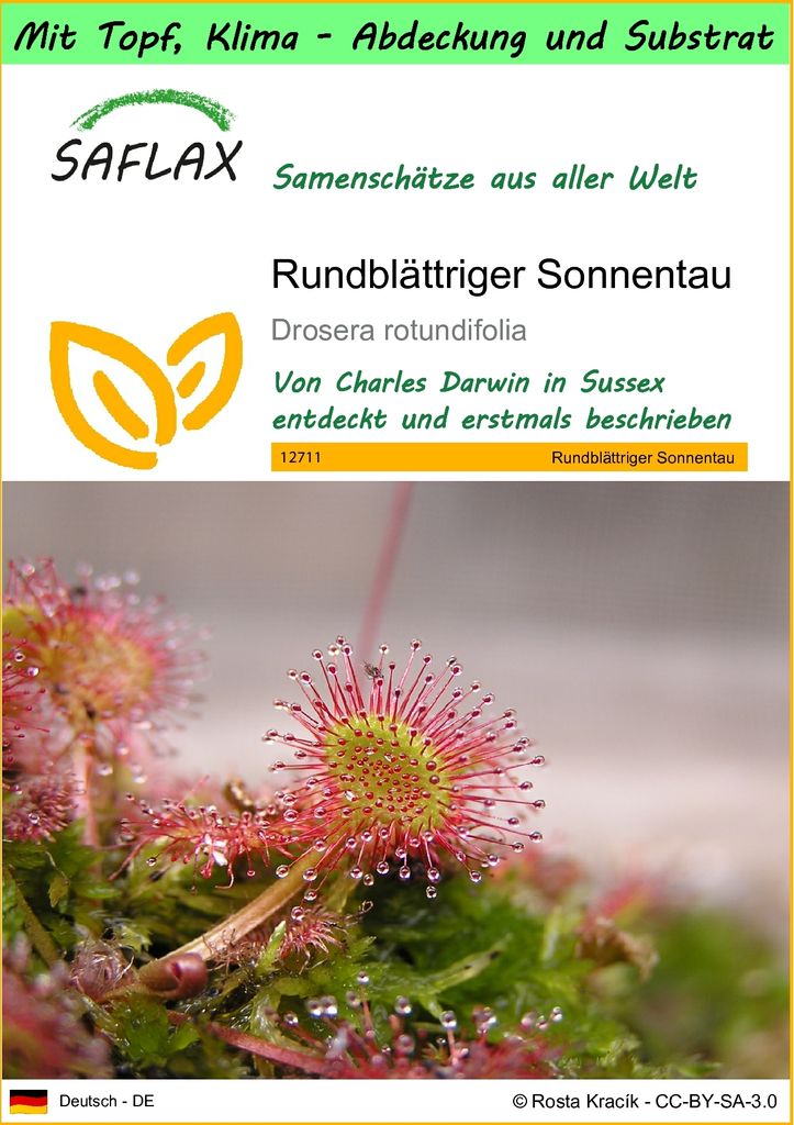 SAFLAX Garden to go - Rundblättriger Sonnentau - Drosera rotundifolia - 50 Samen - Mit Topf, Klima - Deckel und Anzuchtsubstrat