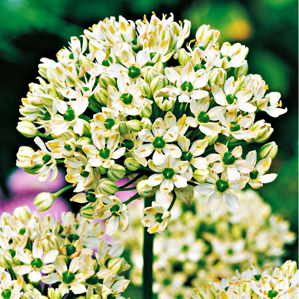 Cibuľky kvetov Cibuľky Okrasný pór Allium Nigrum 3 ks. Obrázok produktu 