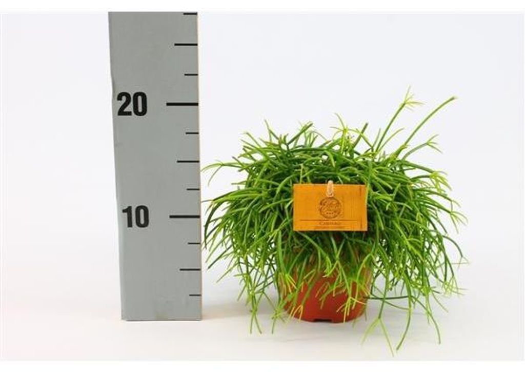Korálový kaktus 20 cm Rhipsalis cassutha snadná péče o Obrázek produktu 
