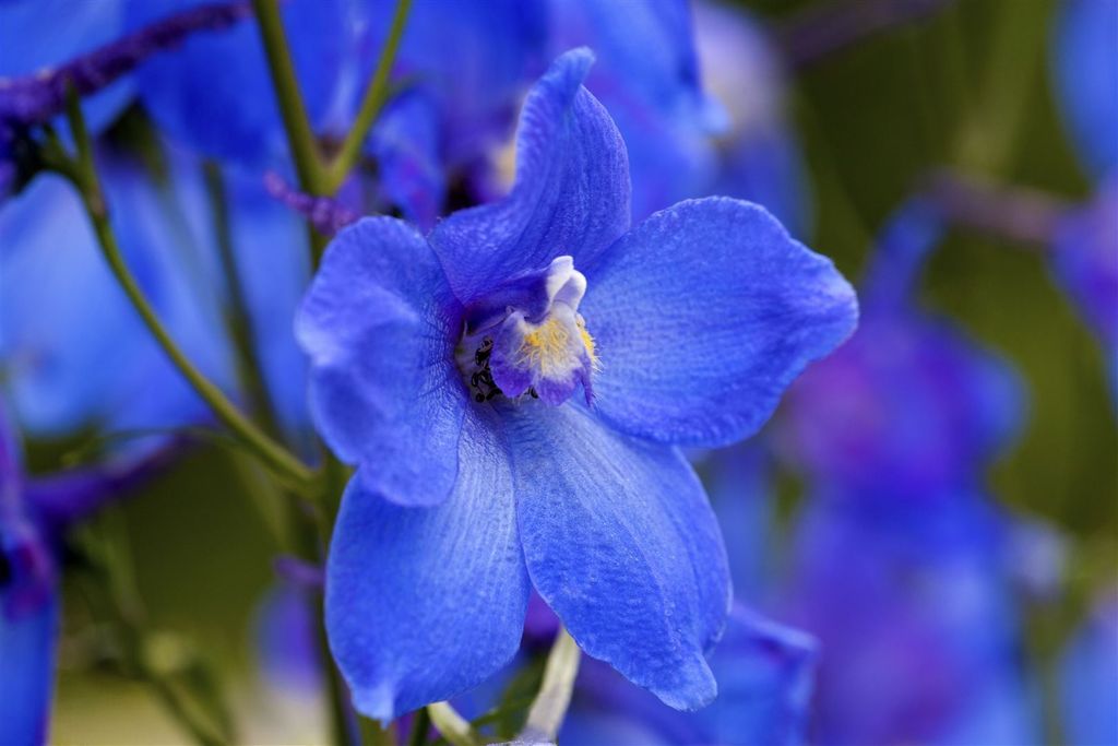 Delphinium x bellad.'Piccolo', Rittersporn, blau, ca. 11x11 cm Topf