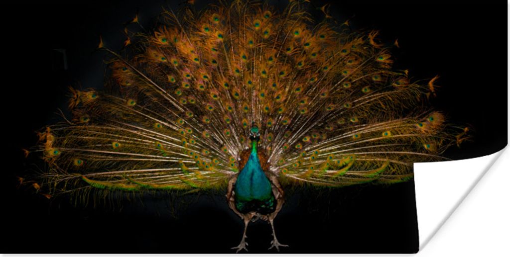 MuchoWow Poster Pfau - Federn - Nacht 150x75 cm - ohne Rahmen