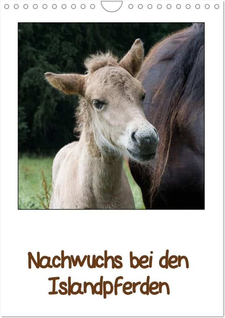 Nachwuchs bei den Islandpferden (Wandkalender 2026 DIN A4 hoch), CALVENDO Monatskalender