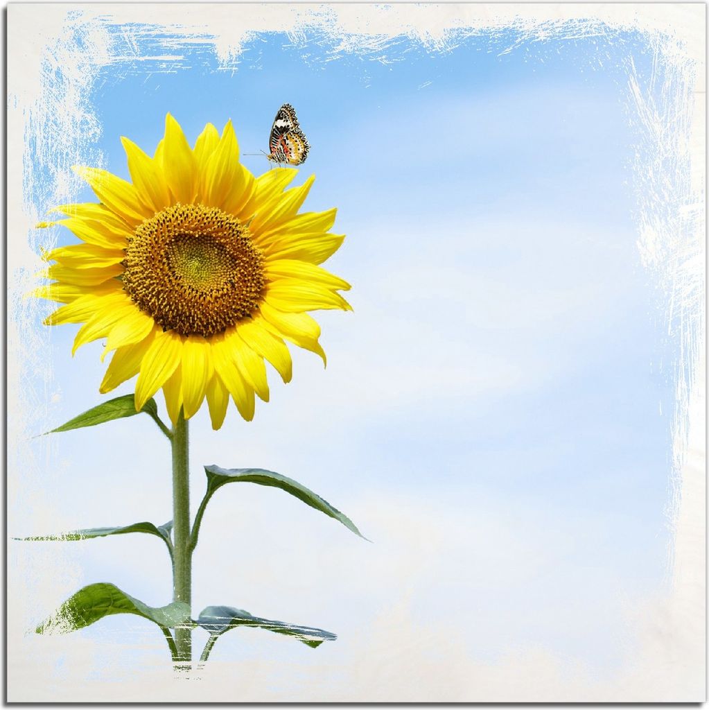 Kunstdrucke Wandbilder Holz in : Brillante Farben, Größe 50 x 50 cm Motiv Sonnenblume mit Schmetterling