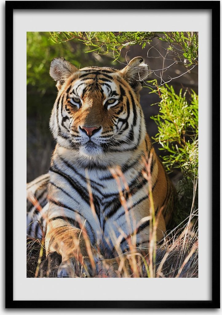 Bild - Bilderrahmen - Foto - 70 cm x 100 cm - MDF - Rahmen - Wandkunst - Tiger