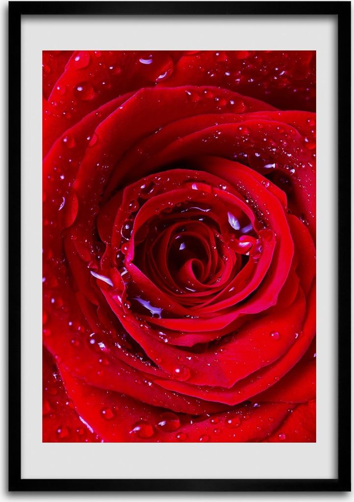 Bild - Bilderrahmen - 50 cm x 70 cm - MDF - Rahmen - Wandkunst Rote Rose