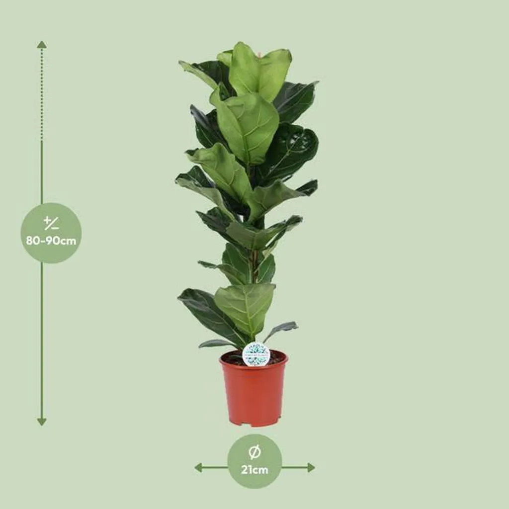 Ficus lyrata Ø 21 cm H 90 cm | Plante d'intérieur verte naturelle