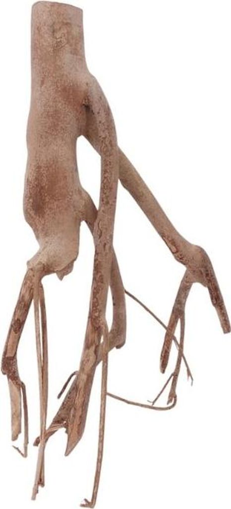 L Talawa Wurzel Nr.2339