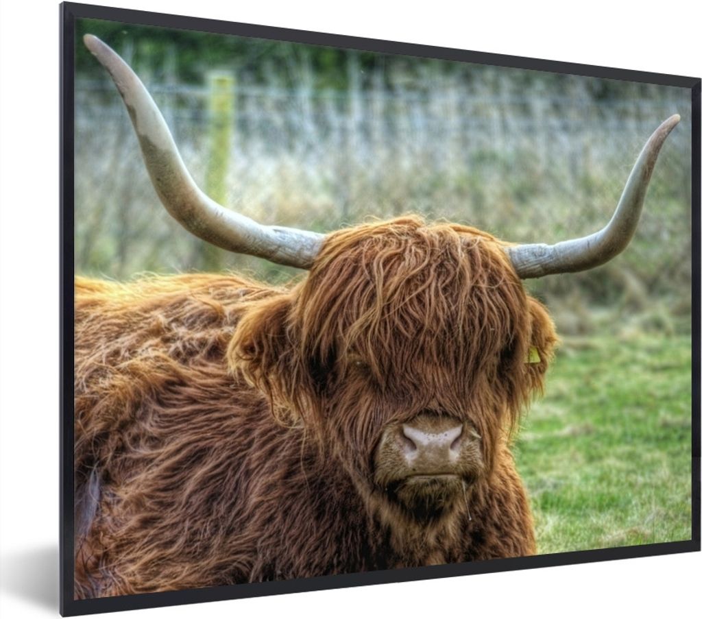 MuchoWow Gerahmtes Poster Schottischer Highlander - Kuhkopf - Hörner 40x30 cm - Poster mit Schwarzem Bilderrahmen Wandposter Rahmen Foto Bilder ...