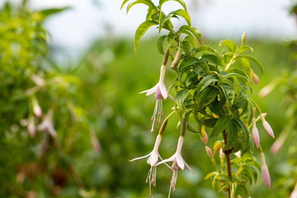 Fuchsia magellanica var.alba, weißblühend, ca. 11x11 cm Produktbild 