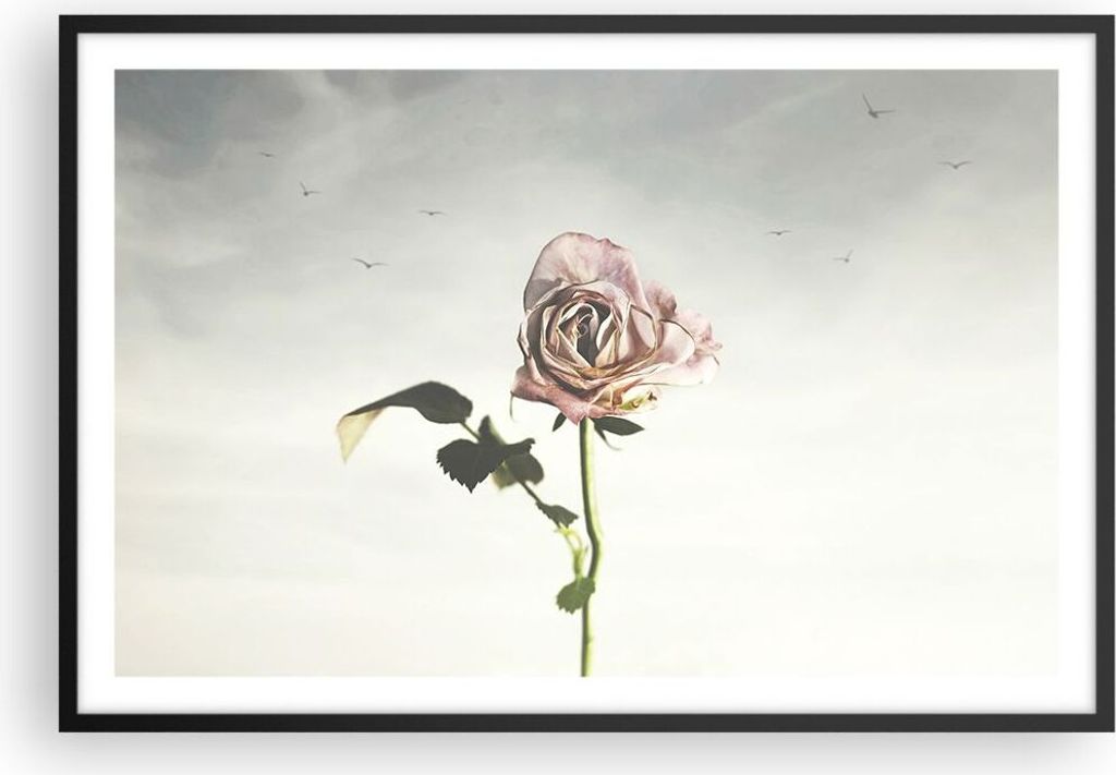 Gerahmtes Poster - Schwarzer Rahmen - Rose Vögel Himmel - 91,5x61 cm - Wand Bild - Wanddeko - Wandbilder - Kunstposter - Wandposter - Bilderrahmen...