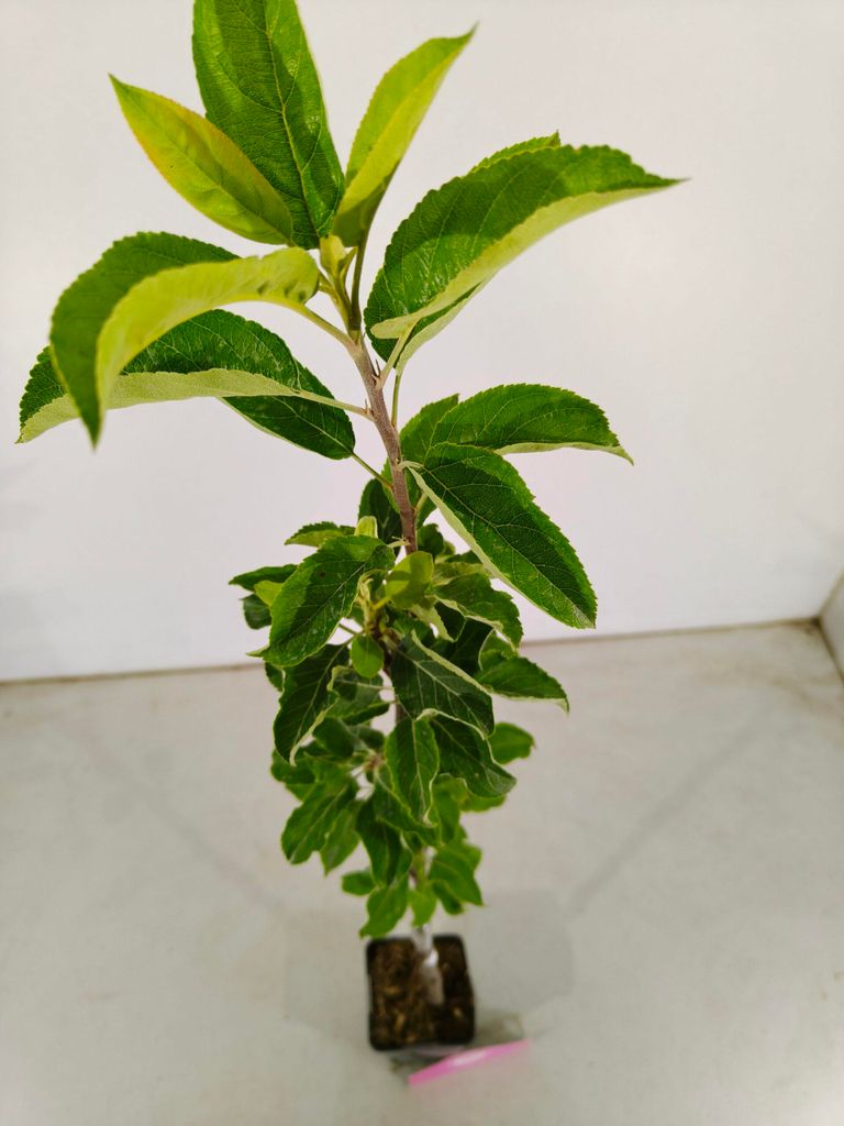 polyscias zimmerpflanze Polyscias Hawaiiana Ming Gold Bonsai | Groe Bltter