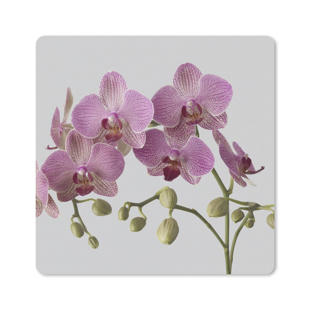 MuchoWow Mauspad Mousepad Orchideen auf grauem Hintergrund 20x20 cm - Mousepads - Maus Mat - Pad - Mausunterlage - Desk Mat - Bureauartikeln