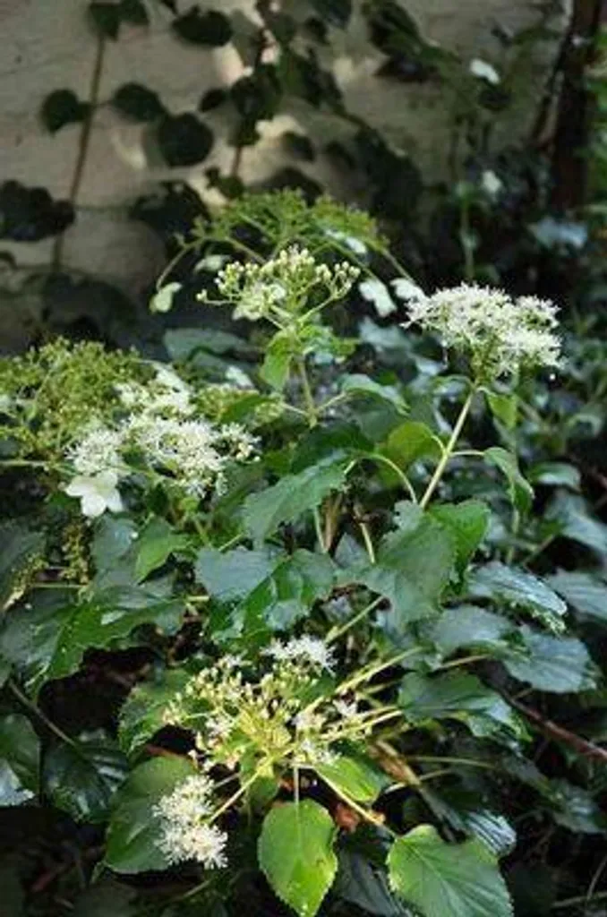 Hydrangea Petiolaris 100-125 cm - Hortensia grimpant rustique à fleurs