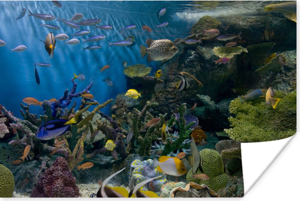 MuchoWow Poster Lebendige Unterwasserwelt 30x20 cm - Plakate - Print