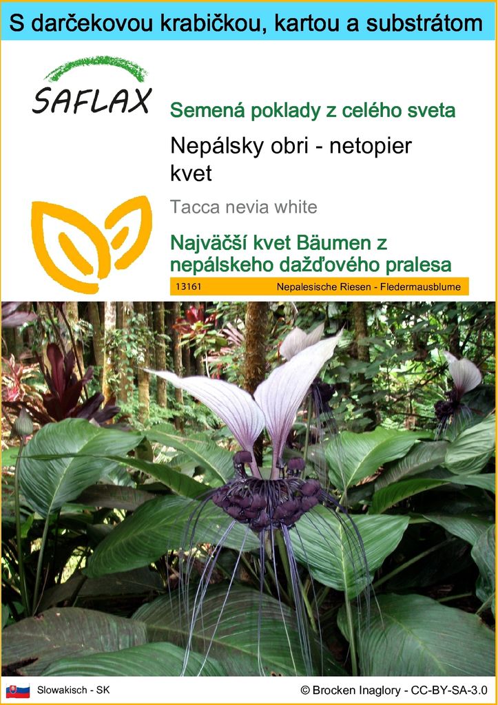 SAFLAX Darčeková sada - Nepálsky obri - netopier kvet - Obrázok produktu 