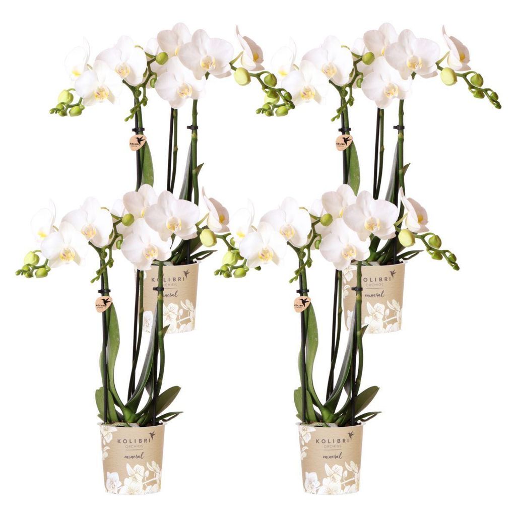 Kolibri Orchideen | Combi Deal von 4 weißen Phalaenopsis Orchideen - Amabilis - Topfgröße Ø9Cm | Blühende Zimmerpflanze - frisch vom Züchter