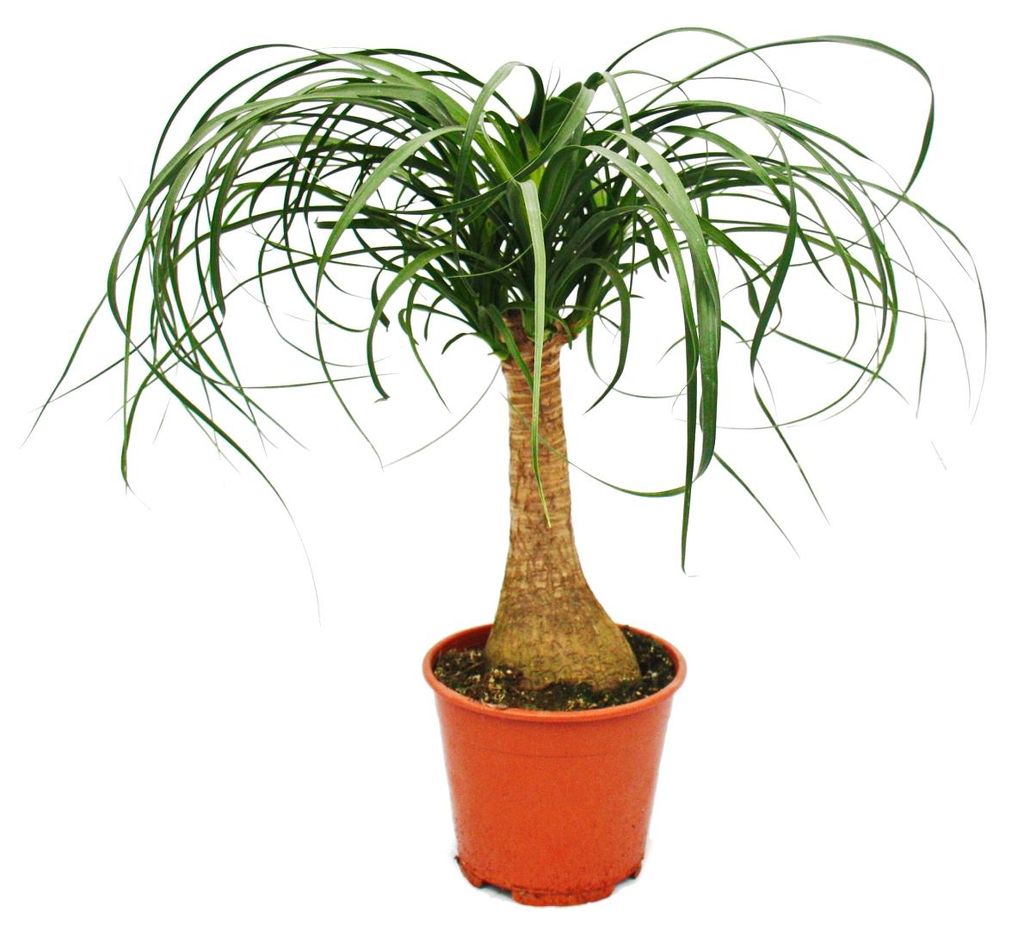 Sloní noha - pokojová rostlina - cca 35cm Obrázek produktu 