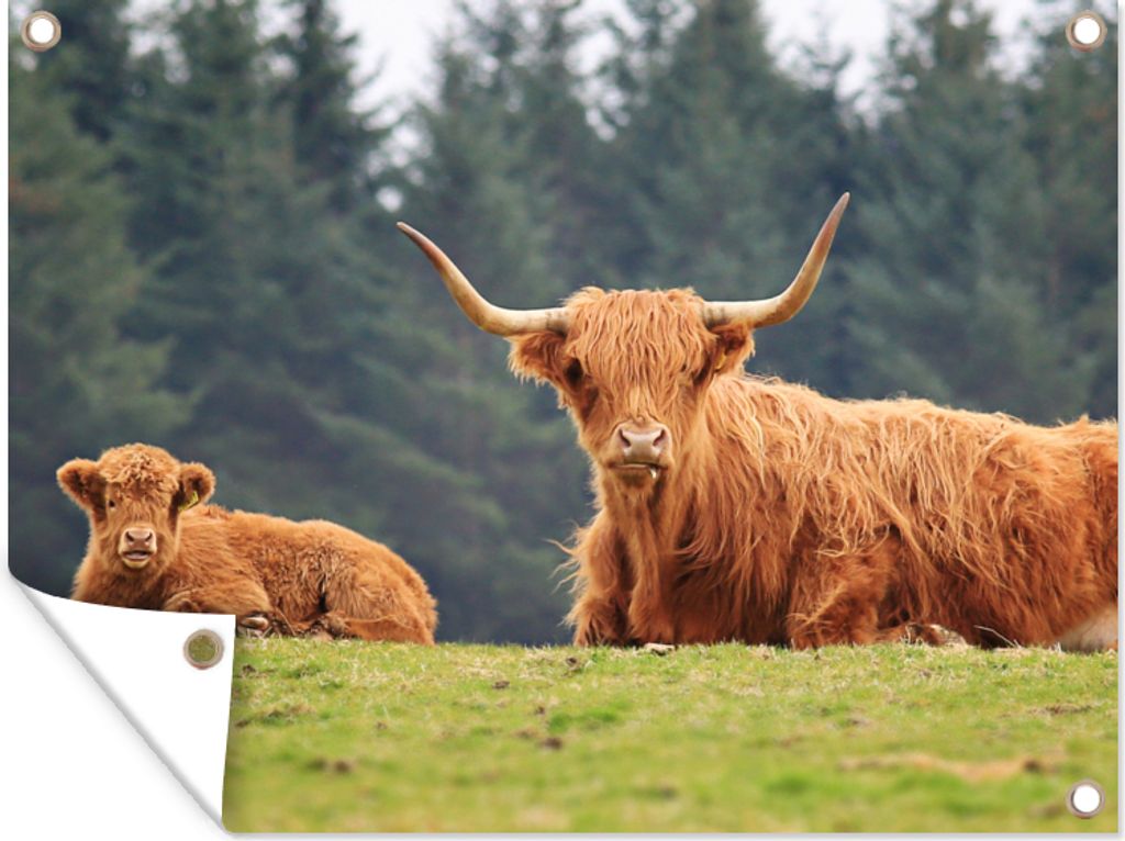 MuchoWow 40x30 cm Outdoor-Poster Gartendeko Sichtschutz Garten Poster für den Garten Schottische Highlander - Gras - Wald