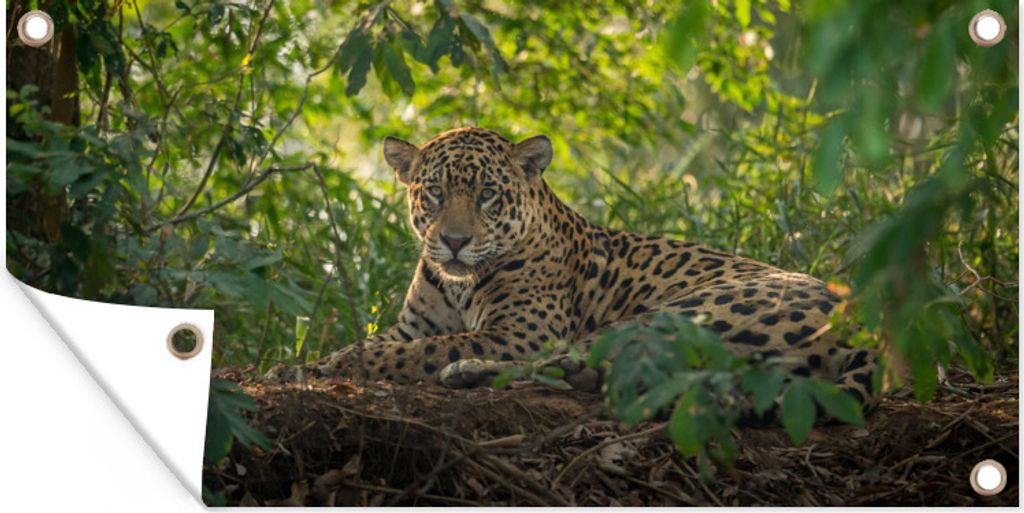 MuchoWow 60x30 cm Outdoor-Poster Gartendeko Sichtschutz Garten Poster für den Garten Jaguar im Dschungel