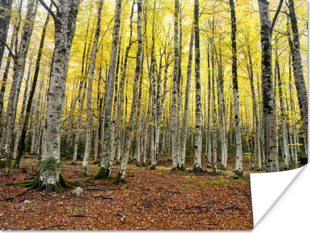 MuchoWow Poster Wald - Bäume - Gelb 40x30 cm - Plakate für die Wände - Poster Wohnzimmer