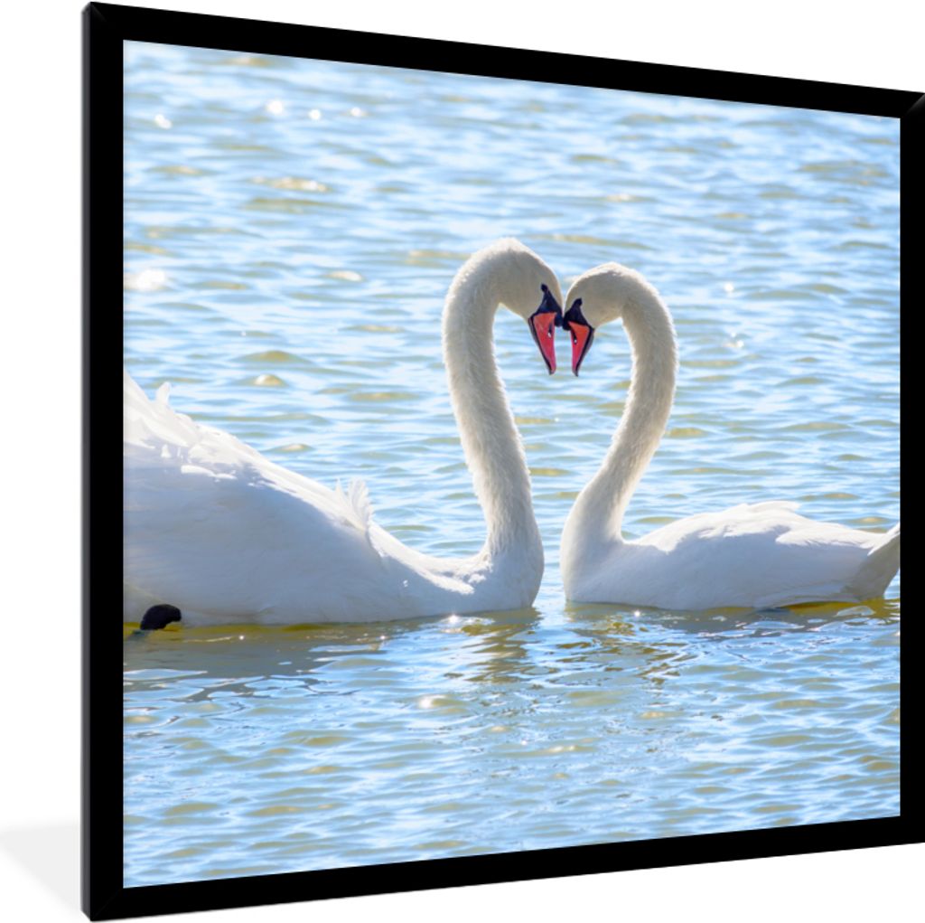 MuchoWow Gerahmtes Poster Vögel - Schwan - Wasser - Liebe - Sonne 40x40 cm - Poster mit Schwarzem Bilderrahmen Wandposter Rahmen Foto Bilder - M...
