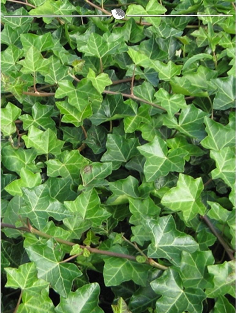 Irischer Efeu Hedera hibernica 80-100 cm im Topf, 12x Heckenpflanze