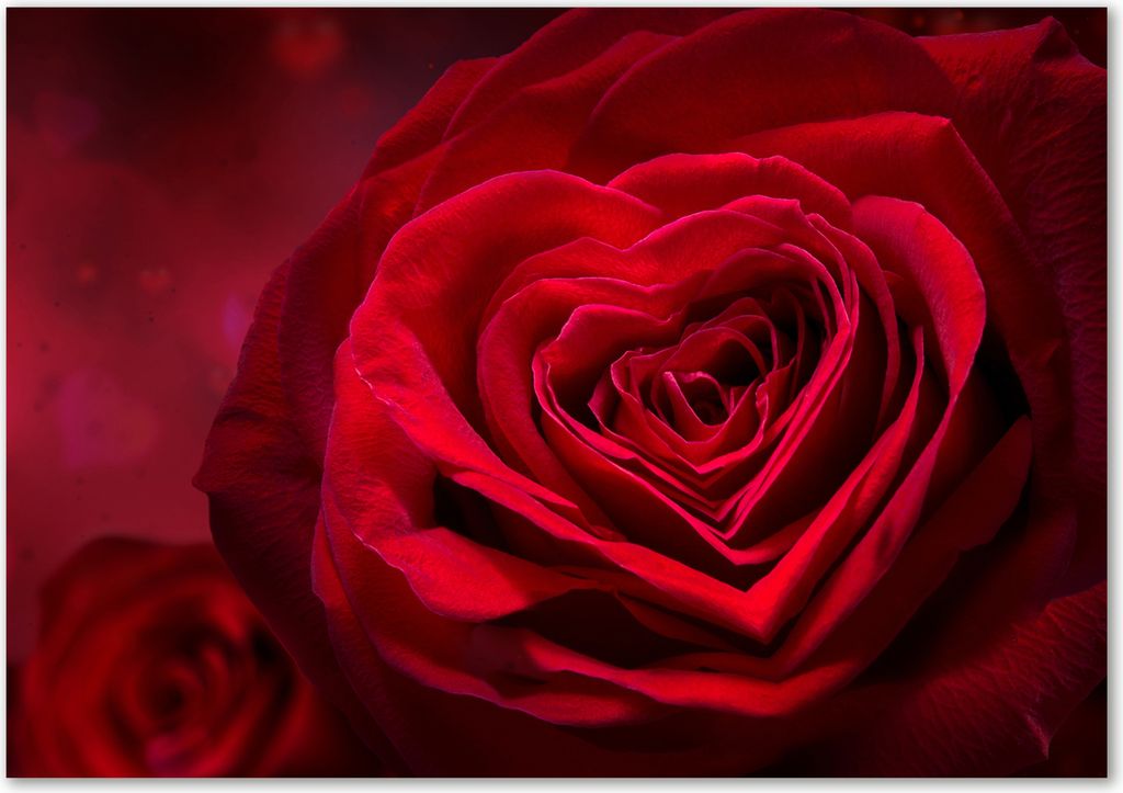 Tulup Glas-Bild - 100 x 70 - Wandbild aus Glas - Wandkunst - Wandbild hinter gehärtetem Sicherheitsglas - Blumen & Pflanzen - Rotes Rosenherz - Rot