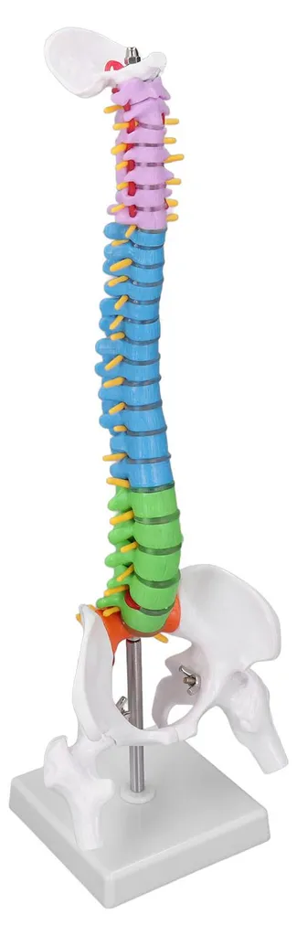 Colonne vertébrale didactique miniature 45 cm avec code de couleur