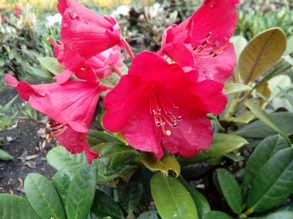 Alpenrose Crimson Pippin- Rhododendron haemaleum Crimson Pippin 30-40cm