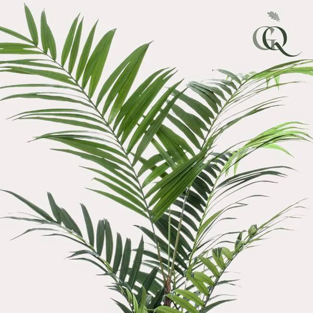 Palmier Kentia artificiel XXL 210cm - Feuillage dense haute qualité