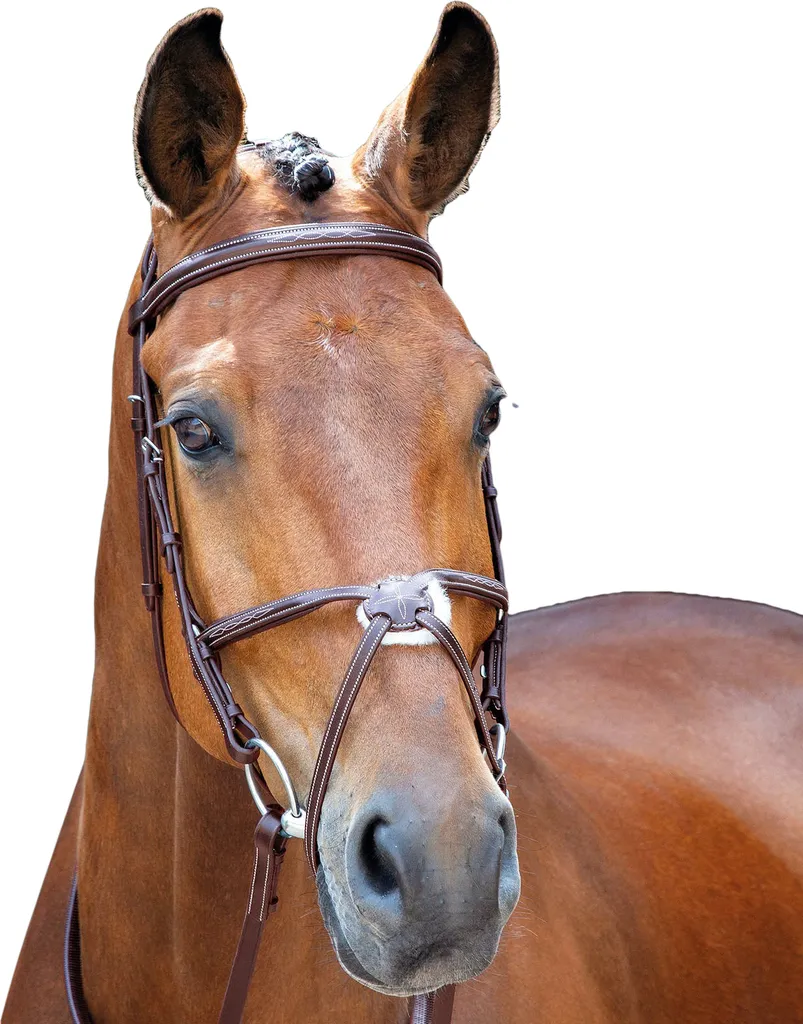 Bridon en cuir surpiqué Salisbury Brackley ER871 Marron foncé Cob