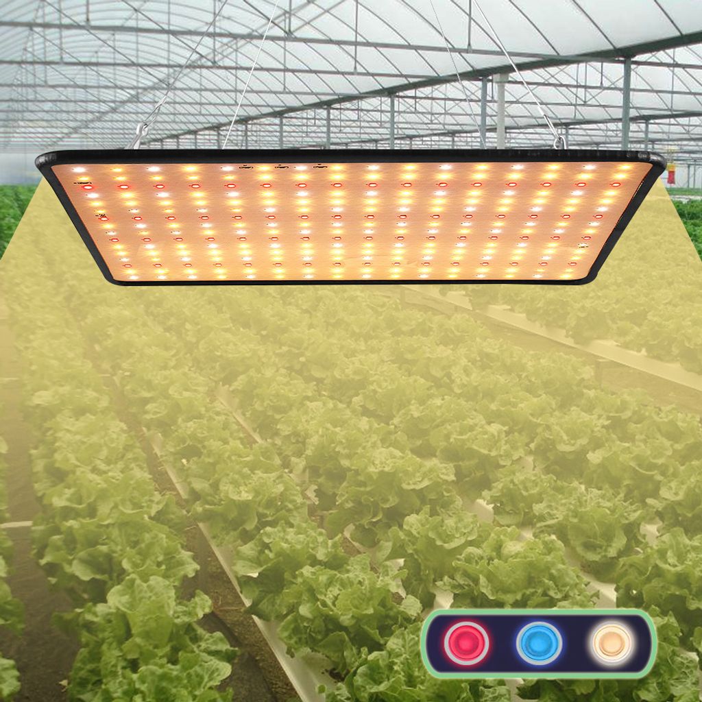 A grow light suspended over rows of lettuce in a greenhouse.