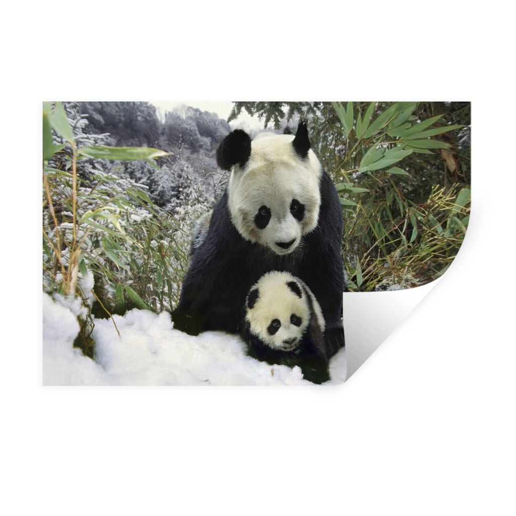 MuchoWow Wandtattoo Wandsticker Wandaufkleber Panda - Jungtier - Schnee 30x20 cm Selbstklebend und Repositionierbar - Wierderverwendbar - Selbstk...