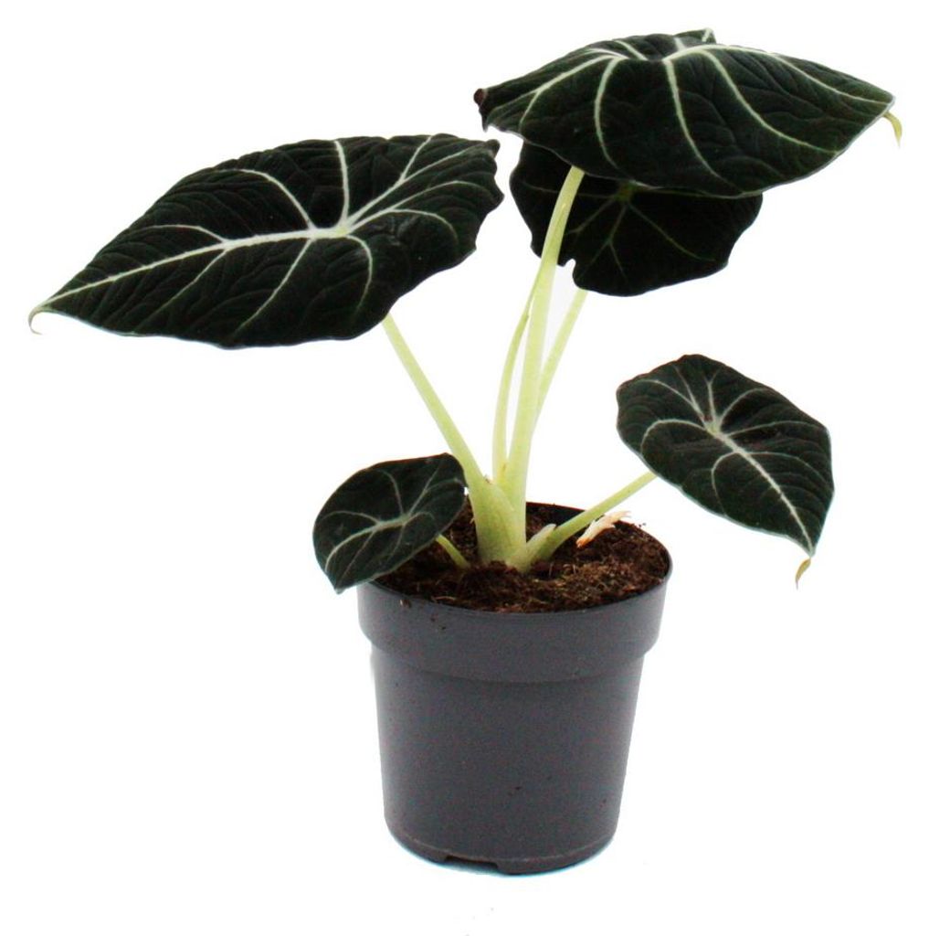 Alocasia reginula Black Velvet - Tropenwurz - Alokasie - Produktbild 