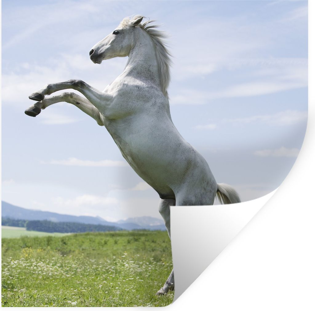 MuchoWow Wandtattoo Wandsticker Wandaufkleber Pferd - Aufzucht - Natur 100x100 cm Selbstklebend und Repositionierbar - Wierderverwendbar - Selbst...
