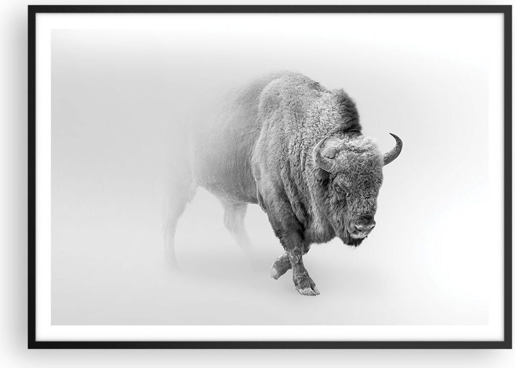 Gerahmtes Poster - Schwarzer Rahmen - Wisent Schwarzweiß Licht - 100x70 cm - Wand Bild - Wanddeko - Wandbilder - Kunstposter - Wandposter - Bilder...