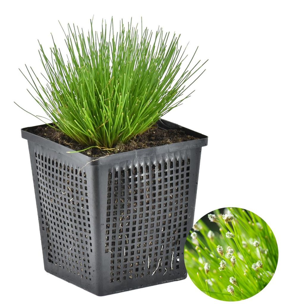Scirpus Cernuus, Teichpflanze, 10-20 cm, Topf 11 cm Produktbild 