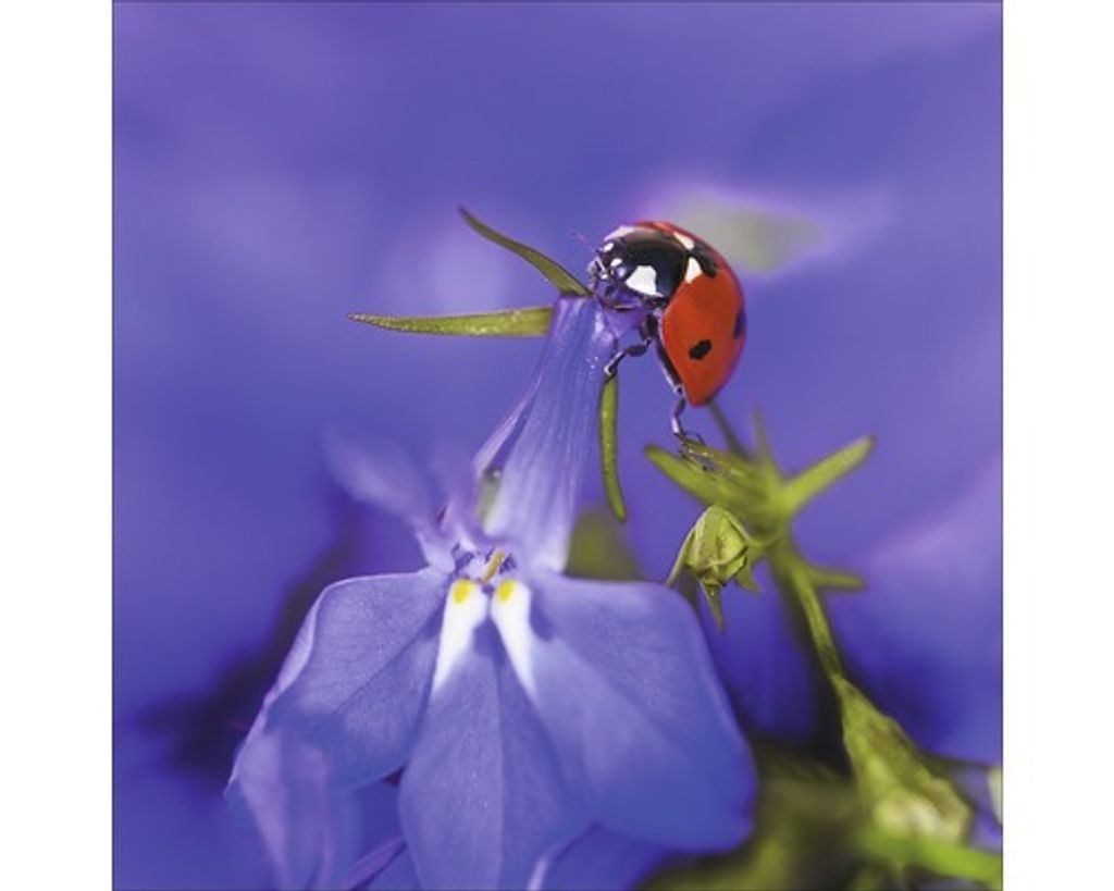 Glasbild Little Friends IV 20x20 cm