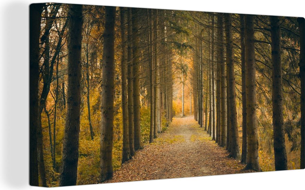 MuchoWow - Leinwandbilder - Pfad - Bäume - Wald, Wandbild, Wanddeko Bilder Wohnzimmer, 40x20 cm