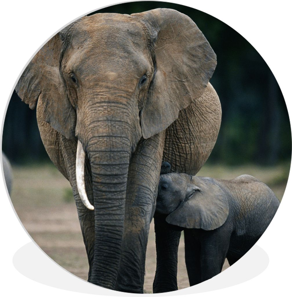 MuchoWow Rundes Wandbild - Runde Bilder Elefant - Tiere - Flachland - Natur Ø 90 cm Kreis Wanddekoration Kunststoff - Wandkreis - Wandschmuck - ...