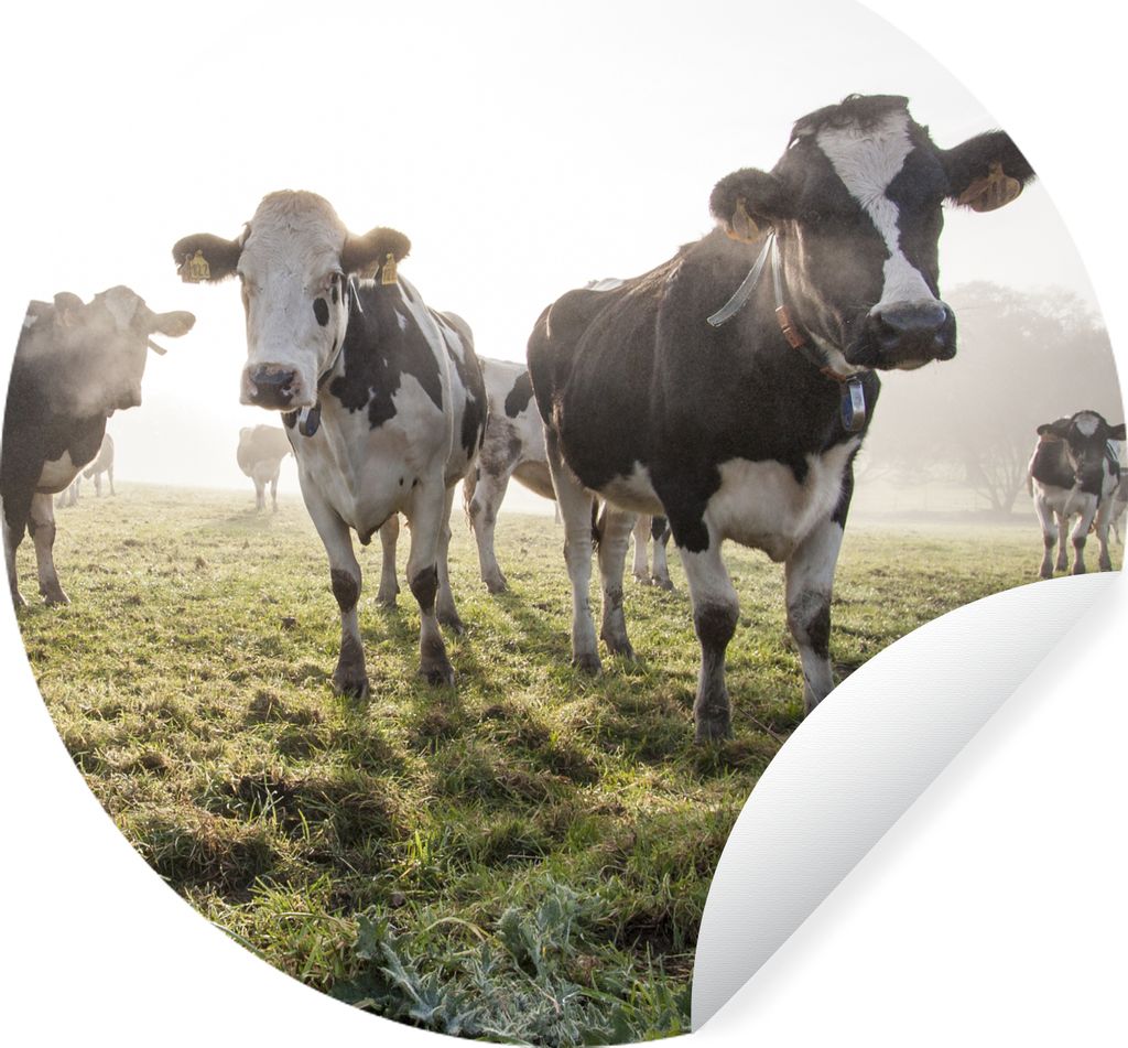 MuchoWow Runde Wandtattoo - Wandsticker Tapete Aufkleber Kühe - Licht - Gras - Tiere Ø 30 cm Selbstklebend und Repositionierbar - Wandaufkleber...