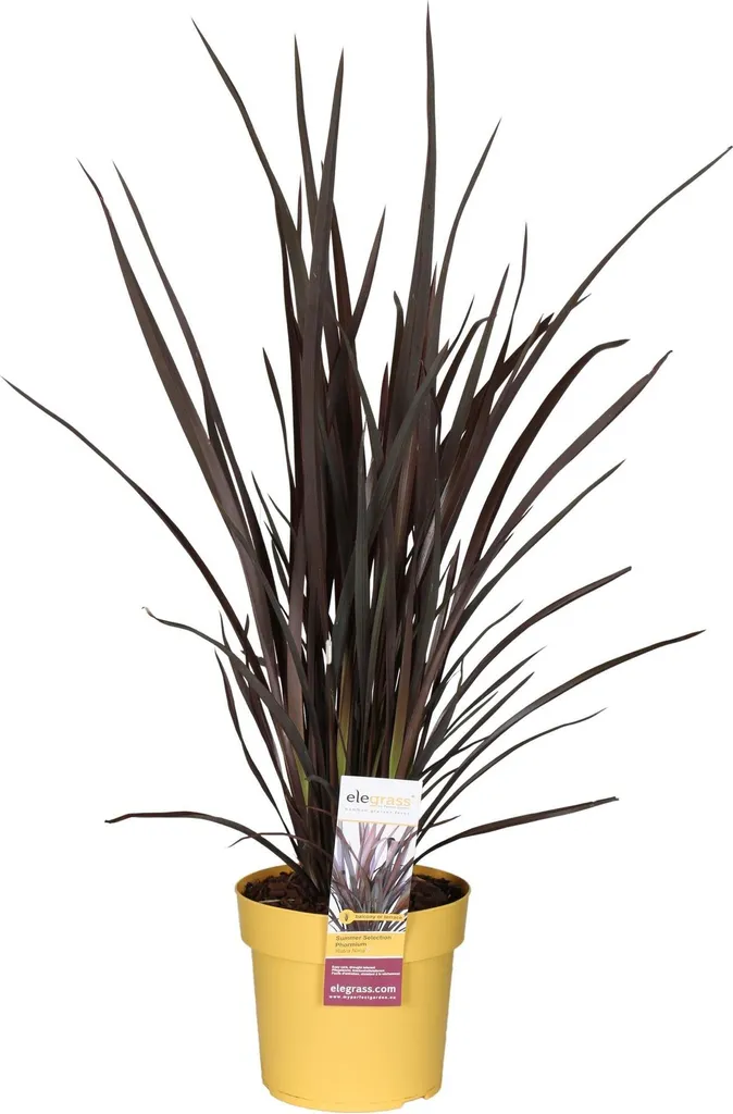 Plante Sans Entretien Rouge pour Jardin - Phormium 70cm Persistant