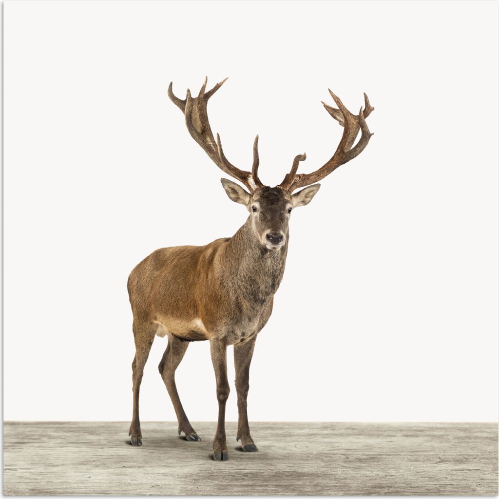 MuchoWow Poster Hirsche - Tiere - Geweih - Kinder - Mädchen - Jungen 100x100 cm - Babyzimmer