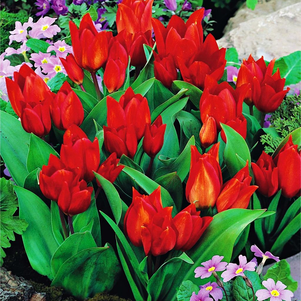 Tulipes Bulbes de fleurs Fleurs Tulipe botanique Van Image du produit 